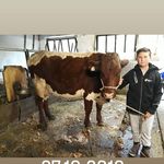 Patrick Köll - @koll389 - Instagram