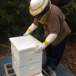 Patrick Kraemer - @beekeeperpat - Instagram