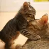 patrick.krenn - @patrick.krenn11 - TikTok