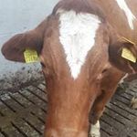 Patrick Kummer - @patrick.kummer.395 - Instagram