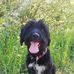 Patrick Laforest - Facebook