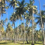Patrick Lally - @patrickplally - Instagram