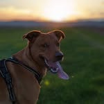 Patrick Lang - @patricklang8800 - Instagram