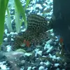 Patrick Larsen - @patrick.larsen72 - TikTok