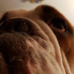 Sir Lennox the Bulldog - @anna_patrick_lennox - Instagram