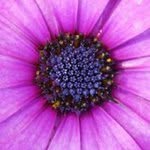 Patrick Limburg - @patricklimburg - Instagram