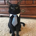 Baron Von Catnip - @patrick_lonestar1 - Instagram