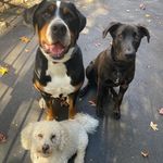 Patrick, Lucy, and Rocco - @patrick.lucy.rocco - Instagram