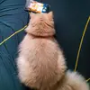 patricklumbres - @pat5463 - TikTok