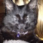 Patrick Swayze Lustig - @a_cat_named_patrick - Instagram