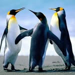 patrick luttrell - @neochaosgrey - Instagram