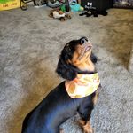 Calvin Patrick MacIntosh - @calvin_the_dog_and_hobbs - Instagram