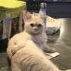 Paddymelon - @patrick.marriott - TikTok