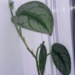 Patrick Mason - @pim_and_plants - Instagram