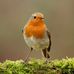 Pat McCarrick - Facebook