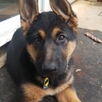 Patrick McCuiston - @themightyquinn_gsd - Instagram