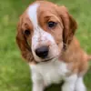 @patrickmcgivern - @ella_woof - TikTok