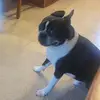 Patrick McManus - @patrickvmcmanus - TikTok