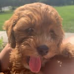 Swayze Patrick Andysamberg Meador - @swayze.the.cavapoo - Instagram