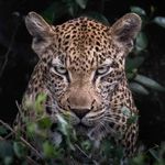 Patrick Merrill - @pmerrill64 - Instagram