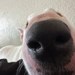 Patrick Messinger - @vito_little_monster - Instagram