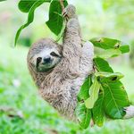 @brady_hanley & Patrick.miele - @sloths.for.life123 - Instagram