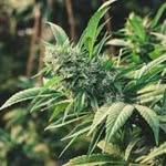 patrick modeste - @modestejeremy473 - Instagram