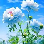 patrick mohan - @dr.patrick_mohan06 - Instagram