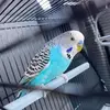 Patrick Mullan - @patrick.mullan - TikTok