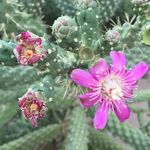 Patrick Mulvihill - @azdesertblooms - Instagram