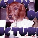 Patrick Neff - @classydogvfx - Instagram