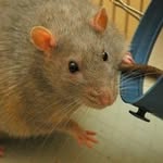 Patrick Ness - @a_fat_rat_named_pat - Instagram