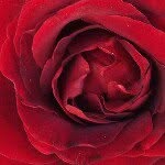 Patrick nevarez - @natures_beautiful_flowers - Instagram