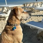 patrick Cripps - @patrickcrippsnewsdeck - Instagram