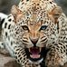 Patrick Ngoie - Facebook