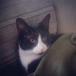 Patrick Nocerino - @sir_patrick_nocerino - Instagram