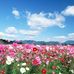 Pat Nokes - Facebook
