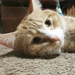 Patrick Normandin - @ninjaturtlepatrick - Instagram