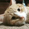 Patrick Normandin - @patthecat533 - TikTok
