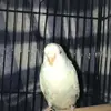 PatrickNorman - @edythajfekr - TikTok