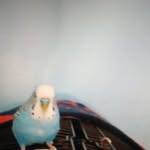 Patrick Patterson - @patrick.patterson.739978 - Instagram