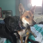 Jewel And Foxy - @patrick_and_peanut - Instagram