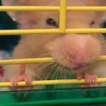 Patrick Peanut - @patrick_peanut_memorial - Instagram