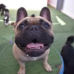 Patrick🐶 - @patrick.penelope22 - Instagram