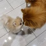 Patrick & Penelope 🐾 - @patrick_and_penelope_poms - Instagram