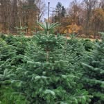 Patrick & Denise Penner - @christmas_trees_enkenbach - Instagram