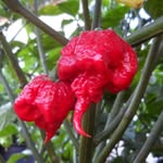 Patrick's Peppers - @patrickspeppers - Instagram