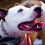 Patch (Patrick) Percy - @patch_thepitty - Instagram