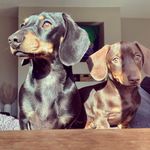 Patrick & Percy - @patrickandpercyminidachshunds - Instagram