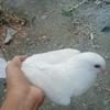 Patrick Pestaño - @patrick.pestao1 - TikTok